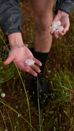 Northern Illinois University’s Husky Hail Hunter member Tony Illenden picks up hail during a hailstorm during a Project ICECHIP operation, Friday, June 6, 2025, near Morton, Texas. (AP Photo/Carolyn Kaster)