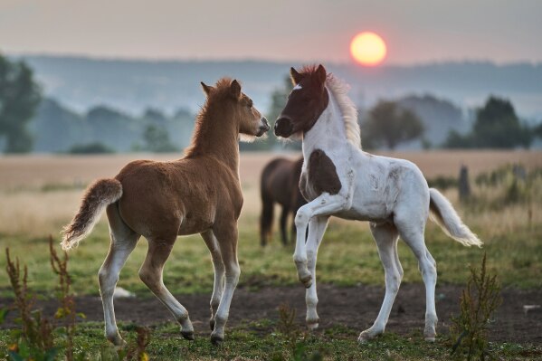 Young Icelandic foals play at a stud farm in Wehrheim near Frankfurt, Germany, as the sun rises on Thursday, July 17, 2025. (AP Photo/Michael Probst)