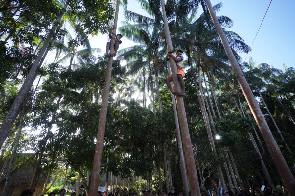 Ashaninka Indigenous youths from Brazil and Peru compete by racing up the trunk of an acai tree during the annual celebration recognizing the Ashaninka territory in the Apiwtxa village, Acre state, Brazil, Sunday, June 23, 2024. (AP Photo/Jorge Saenz)