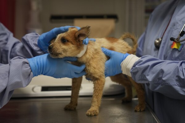 A puppy transported from a shelter affected by flooding in Texas is held at PAWS Chicago Medical Center, Wednesday, July 16, 2025, in Chicago. (AP Photo/Erin Hooley)