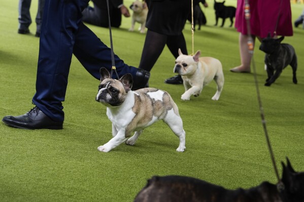 French bulldogs compete in breed group judging during the 148th Westminster Kennel Club Dog show, May 13, 2024, at the USTA Billie Jean King National Tennis Center in New York. (AP Photo/Julia Nikhinson, File)