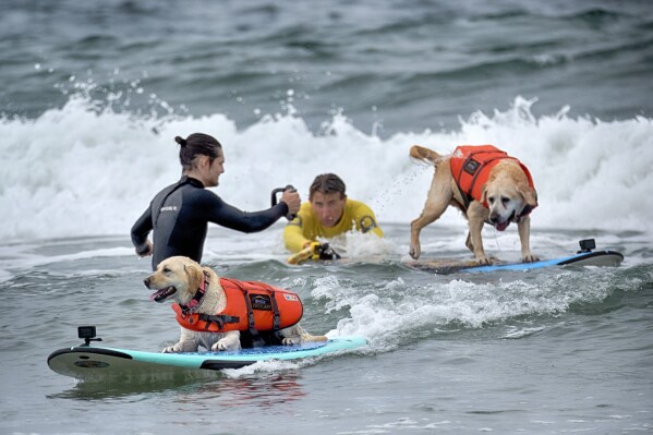 Rosie a 2 1/2 year-old Labrador from Santa Cruz, Calif., takes off on a wave ahead of Charlie, a 10-year-old Lab from San Diego, during the 28th Annual Purina Pro Plan Incredible Dog Challenge Western Regionals Competition in Huntington Beach, Calif., on Friday, June 20, 2025. (AP Photo/Richard Vogel)