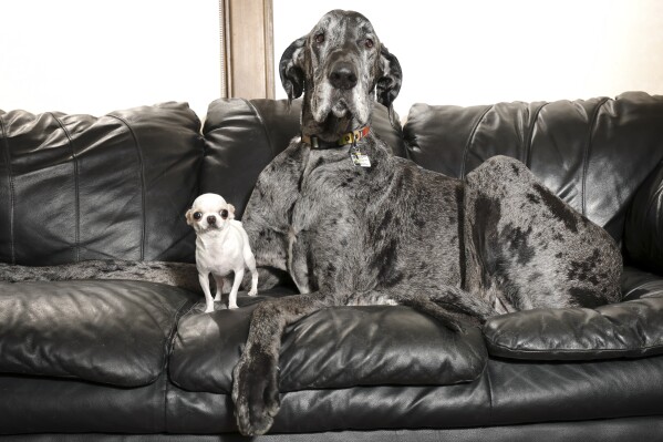 This photo provided by Guinness World Records shows Pearl, the world's shortest living dog, with Reginald, the world's tallest living dog, both certified by Guinness World Records, during a play date in Idaho Falls, Idaho, on April 5, 2025. (Natalie Behring/Guinness World Records via AP)