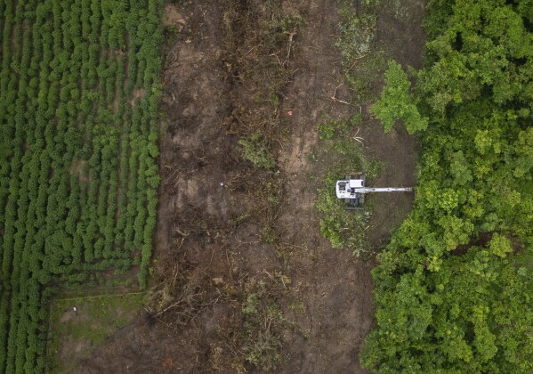 Heavy machinery clears the way for rat detection teams with the humanitarian demining organization APOPO on a landmine field in Siem Reap, Cambodia on Wednesday, June 11, 2025. (AP Photo/Anton L. Delgado)