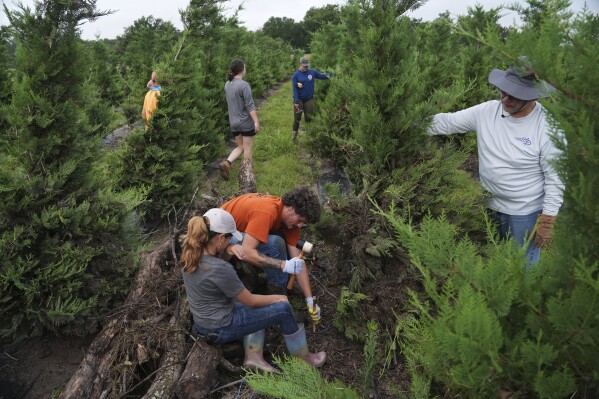 Zach Stockton, center, pounds a stake into the ground as a crew works to stabilize a Christmas tree following flooding, Wednesday, July 9, 2025, at a farm in Georgetown, Texas. (AP Photo/Joshua A. Bickel)