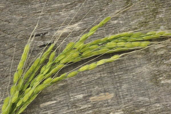 This undated image provided by Baker Creek Heirloom Seed Co./rareseeds.com shows the rice-bearing panicles of a Duborskian rice plant. (Baker Creek Heirloom Seed Co./rare seeds.com via AP)
