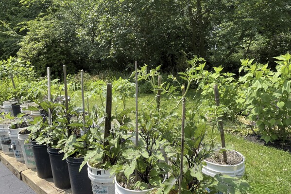 This June 20, 2023, image provided by Yoshino Yoshizawa shows vegetables growing in 5-gallon buckets in Laurel Hollow, N.Y. When garden space is limited, many crops can be grown in containers such as these. (Yoshino Yoshizawa via AP)