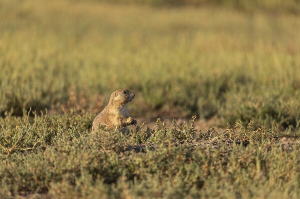 This photo provided by the Smithsonian in June 2024 shows a prairie dog at the American Prairie nature preserve in Montana. (Roshan Patel/Smithsonian National Zoo and Conservation Biology Institute via AP)