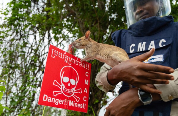 A mine detection rat with the humanitarian demining organization APOPO sniffs a warning sign on a landmine field in Siem Reap, Cambodia on Wednesday, June 11, 2025. (AP Photo/Anton L. Delgado)