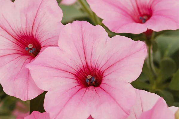 This undated image provided by All-America Selections shows Petunia Dekko™ Maxx™ Pink, an AAS-winning plant for 2025. (All-America Selections via AP)(All-America Selections via AP)
