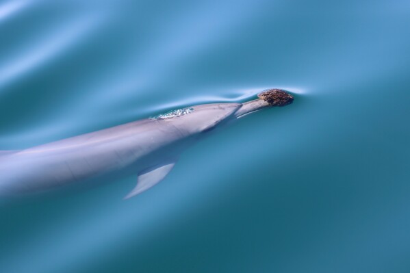 In this photo provided by the Shark Bay Dolphin Research Project, a bottlenose dolphin wearing a marine sponge on its nose to forage swims in Shark Bay, Australia, 2023. This photo was taken under DBCA fauna license F025000102-8. (Meredith MacQueeney/Shark Bay Dolphin Research Project via AP)