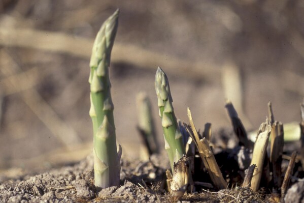 The 1997 image provided by Forestry Images shows young asparagus spears emerging in Imperial County, Calif. (Gerald Holmes/Strawberry Center/Cal Poly San Luis Obispo/Forestry Images via AP