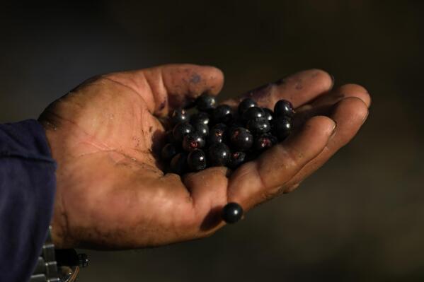 Alcindo Farias Junior, who works in the production of acai, shows fruits reached by the salty waters, in an area close to his house, in the community of Vila de Sao Pedro in the Bailique Archipelago, district of Macapa, state of Amapa, northern Brazil, Sunday, Sept. 11, 2022. The changes in the region are also an increasing threat to the omnipresent açai palm trees. In many places, sea erosion is taking them. And in areas closer to the sea, the açai berries began to taste different. (AP Photo/Eraldo Peres)