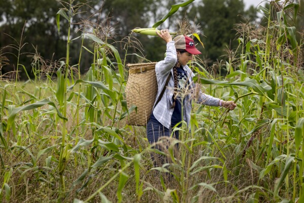 Lea Zeise, one of Ohe·laku's co-coordinators of the non-profit that works with the families planting crops, picks a cob of white corn in its early form known as green corn, during a harvest on the Oneida Nation Reservation on Friday, Aug. 30, 2024, in Oneida, Wis. (AP Photo/Mike Roemer)