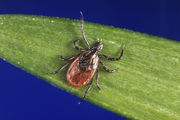 This undated photo provided by the U.S. Centers for Disease Control and Prevention (CDC) shows a blacklegged tick, also known as a deer tick, a carrier of Lyme disease. (CDC via AP, File)