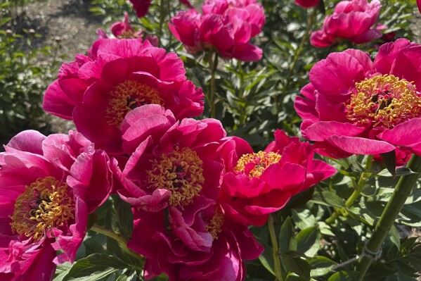 Peonies are on display at Nichols Arboretum's W.E. Upjohn Peony Garden Monday, June 2, 2025, in Ann Arbor, Mich. (AP Photo/Mike Householder)