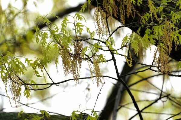 An oak tree with new leaf growth also shows pollen hanging amongst the branches at a park in Richardson, Texas, Thursday, March 21, 2024. (AP Photo/Tony Gutierrez, File)