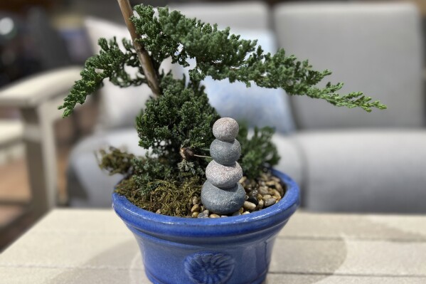 This image provided by Jessica Damiano shows a ginseng ficus bonsai tree on display at Hicks Nurseries in Jericho, New York. (Jessica Damiano via AP)