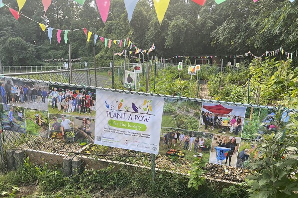 This Aug. 20, 2024, image provided by Marvin Makofsky shows a Plant a Row for the Hungry, Port Washington garden in Port Washington, N.Y. The local organization brings residents together to plant, tend, harvest and donate crops to help alleviate hunger in their community. The national Plant a Row campaign encourages individuals and groups everywhere to plant and donate extra produce for neighbors in need of fresh food. (Marvin Makofsky via AP)