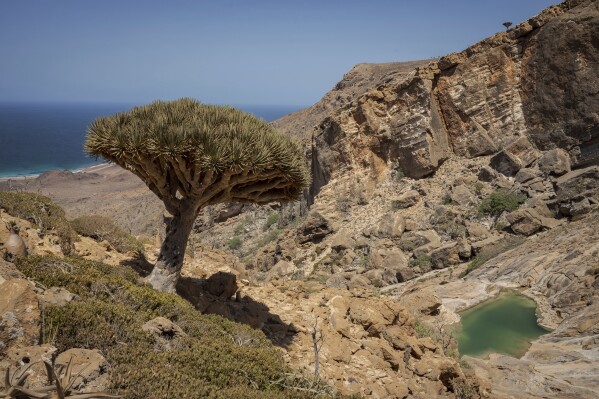 A dragon blood's tree overlooks a natural infinity pool within Homhil Protected Area on the Yemeni island of Socotra on Sept. 21, 2024. (AP Photo/Annika Hammerschlag)