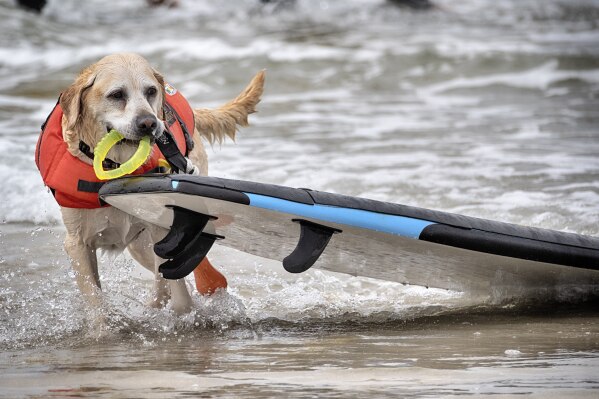 Charlie, a Labrador retriever, pulls his surfboard after competing in the annual Incredible Dog Challenge western regional surfing competition in Huntington Beach, Calif., Friday, June 20, 2025. (AP Photo/Richard Vogel)
