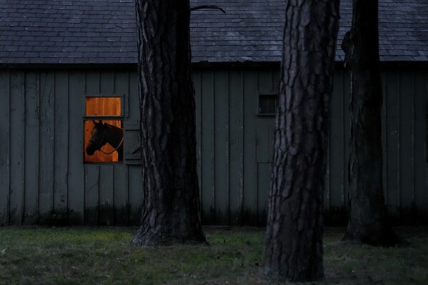A horse watches from its stable ahead of the 156th running of the Belmont Stakes horse race at Saratoga Race Course, Thursday, June 6, 2024, in Saratoga Springs, N.Y. (AP Photo/Julia Nikhinson)