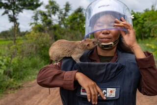Mott Sreymom, 34, a rat handler with the humanitarian demining organization APOPO, carries an African giant pouched rat back from a landmine field in Siem Reap, Cambodia, Tuesday, June 10, 2025. (AP Photo/Anton L. Delgado)