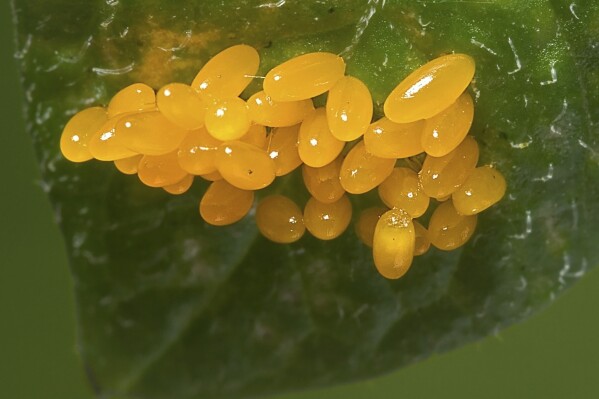 This 2007 image provided by Bugwood.org shows Colorado potato beetle eggs on a plant. (David Cappaert/Bugwood.org via AP)