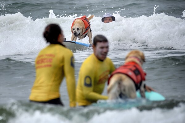 Jeffrey Nieboer, top right, watches as his Labrador retriever Charlie takes off on a wave while competing in the annual Incredible Dog Challenge western regional surfing competition in Huntington Beach, Calif., Friday, June 20, 2025. (AP Photo/Richard Vogel)