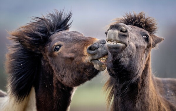 Icelandic horses play at a stud farm in Wehrheim near Frankfurt, Germany, March 21, 2024. (AP Photo/Michael Probst)