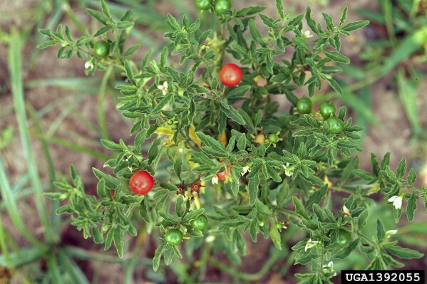 This undated image provided by Bugwood.org shows toxic Jerusalem cherry fruits, which closely resemble cherry tomatoes. (Charles T. Bryson/USDA Agricultural Research Service/Bugwood.org via AP)