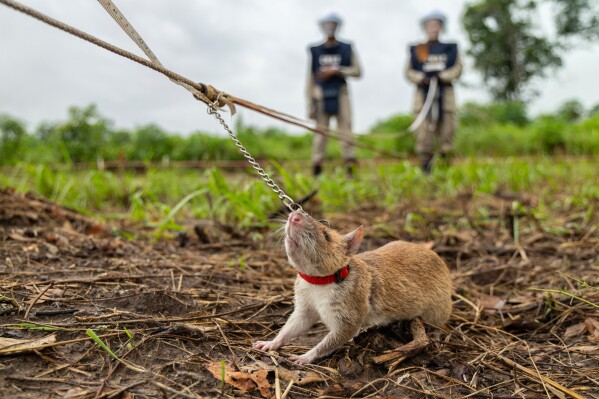 A mine detection rat with the humanitarian demining organization APOPO works in a landmine field in Siem Reap, Cambodia, Wednesday, June 11, 2025. (AP Photo/Anton L. Delgado)