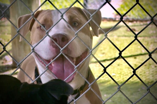 Dogs are seen at Animal Care and Control on Tuesday, July 8, 2025 in West Palm Beach, Fla. The shelter is educating the public on how to protect animals from dangers like heat stroke and dehydration. (AP Photo/Cody Jackson)