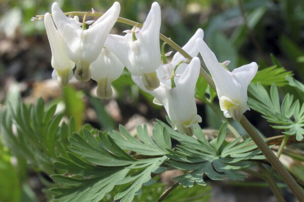 This July 12, 2005, image provided by Bugwood.org shows dutchman's breeches (Dicentra cucullaria). (Joseph OBrien/USDA Forest Service/Bugwood.org via AP)