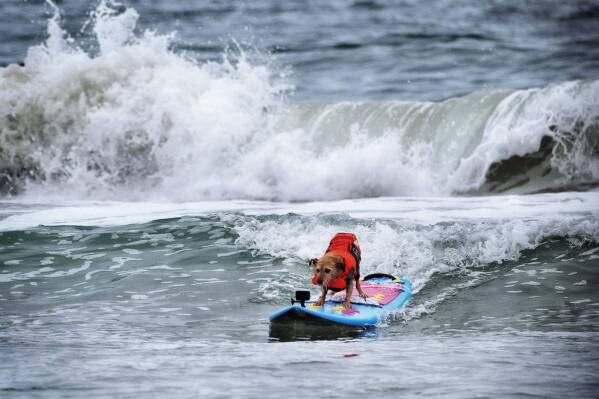 Eleven-year-old terrier Carson catches a wave during the annual Incredible Dog Challenge western regional surfing competition in Huntington Beach, Calif., Friday, June 20, 2025. (AP Photo/Richard Vogel)