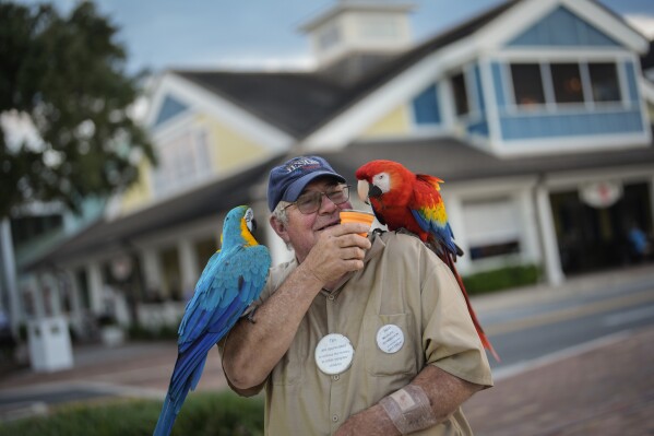 Allan Weseman, a retired sports car mechanic, feeds his macaws Kayko, left, and Cranky Clifford, as he waits to show them to interested passersby in Lake Sumter Landing Market Square, in The Villages, Fla., Sunday, Sept. 15, 2024. Weseman, who lives outside The Villages with five macaws, often comes to one of the town squares to find people to share his passion with, letting interested passerby hold friendly Kayko on their arm and take pictures with the birds. (AP Photo/Rebecca Blackwell)