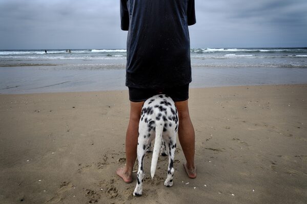 Joanne Owen and her 4-year-old Dalmatian Bentley watch as Bentley's sister Bailey competes in the annual Incredible Dog Challenge western regional surfing competition in Huntington Beach, Calif., Friday, June 20, 2025. (AP Photo/Richard Vogel)