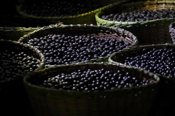 Acai fruits brought from the Bailique archipelago region are sold in baskets at a fair, in the city of Macapa, state of Amapa, northern Brazil, Friday, Sept. 9, 2022. The changes in the region are also an increasing threat to the omnipresent acai palm trees. In many places, sea erosion is taking them. And in areas closer to the sea, the acai berries began to taste salty. (AP Photo/Eraldo Peres)